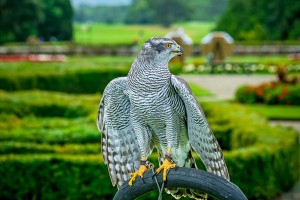 Gos - Our Northern Goshawk