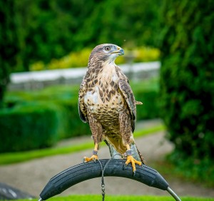 Caesar - Our Common Buzzard