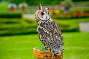 Mexican Owl