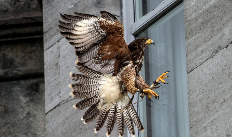 Brief foray into eagle aviary sees excitement build. - Elite Falconry